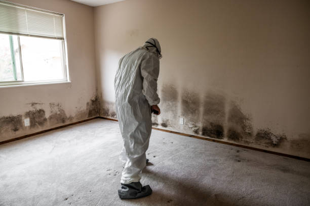 Best Attic Mold Remediation in Germantown, WI